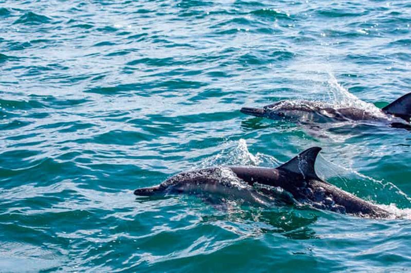 Billet Depuis Loreto : Plongée en apnée sur l'île de Coronado