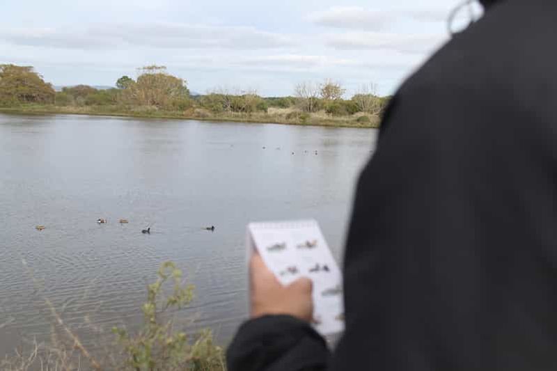 Billet Faro : Observation des oiseaux à Ria Formosa