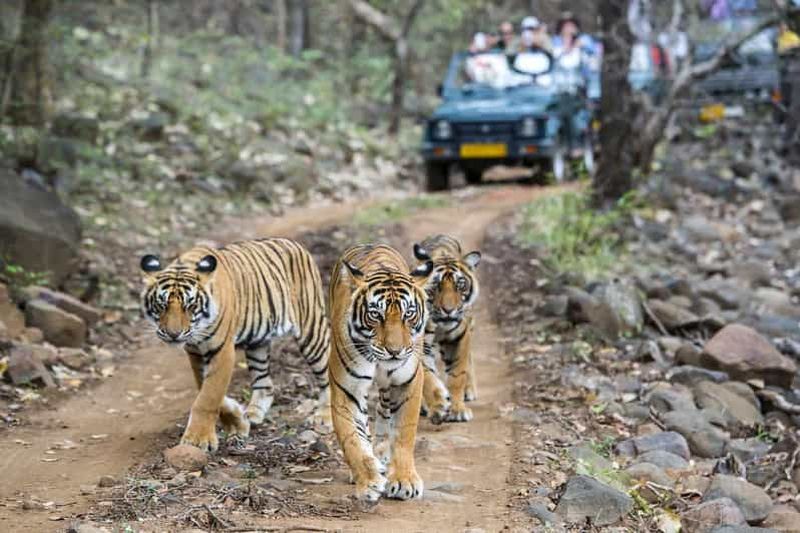 Billet Delhi : Triangle d'Or et safari tigres à Ranthambore (6 jours)