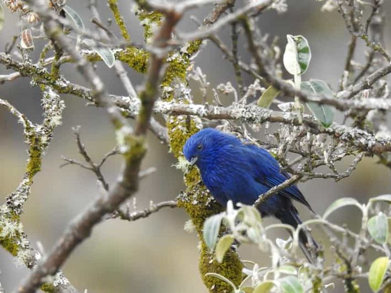 Billet Cuenca : excursion d'observation des oiseaux dans le parc national de Cajas avec un guide expert