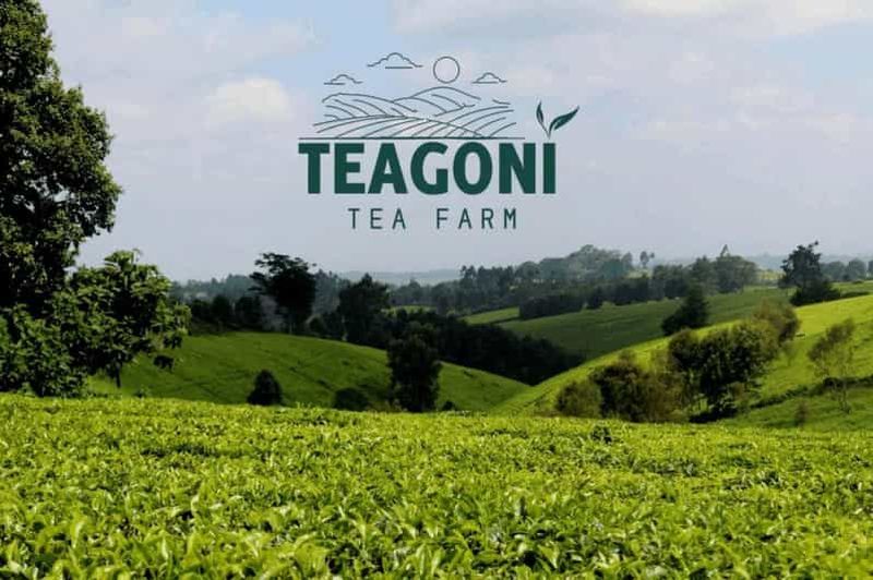 Billet Visite de la plantation de thé Tigoni Sensory Garden avec dégustation de thé et déjeuner