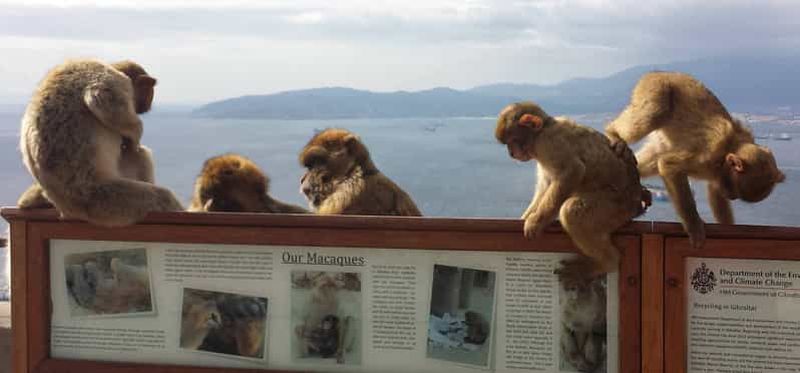 Billet Depuis Séville : Visite d'une jounée privée de Gibraltar