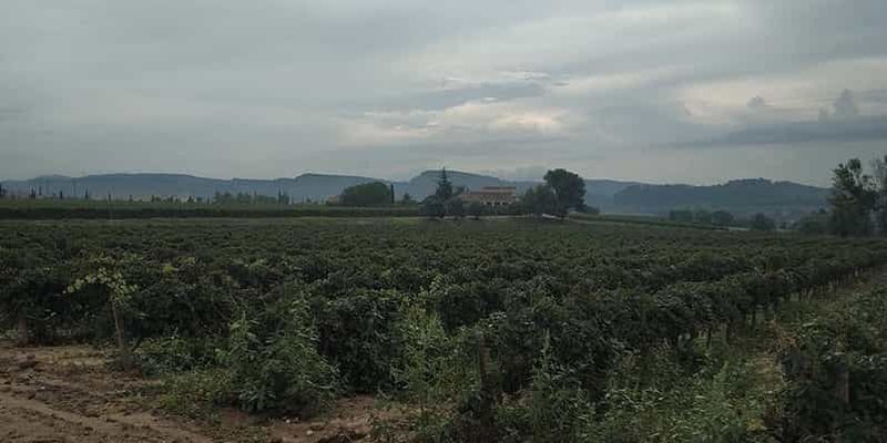 Billet Penedes: visite privée de dégustation de vin et de cava