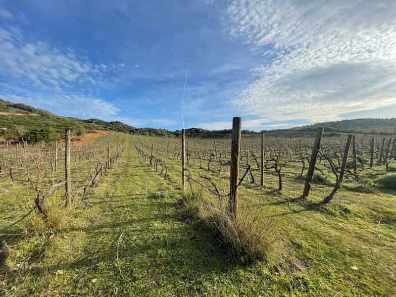 Billet Promenade dans notre vignoble et apéritif