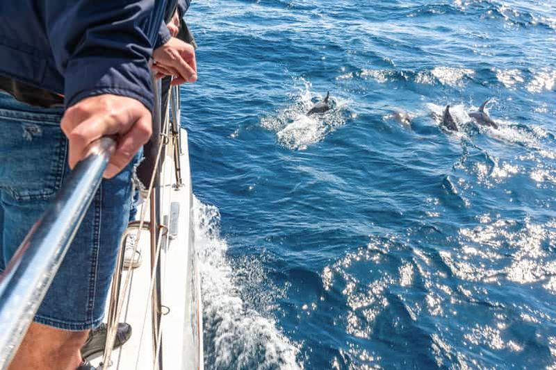 Billet Au départ de Funchal : excursion d'observation des dauphins et des baleines de Madère
