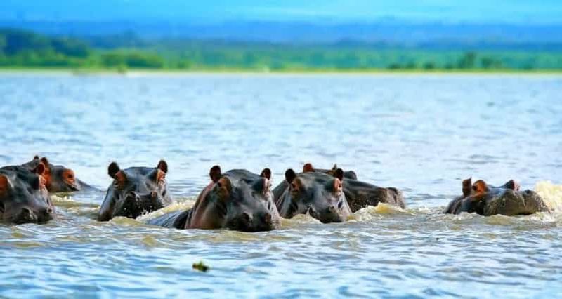 Billet Excursion d'une journée au lac Naivasha (𝐇ell's Gate) avec tour en bateau