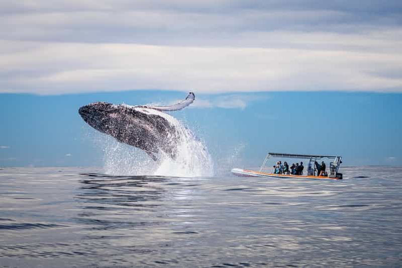 Billet Côte d'Or : Observation des baleines