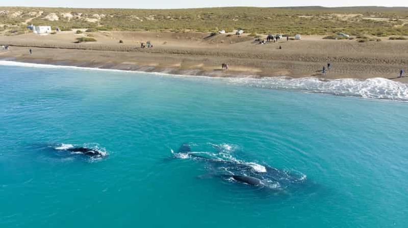 Billet Puerto Madryn : visite d'une demi-journée d'observation des baleines à El Doradillo