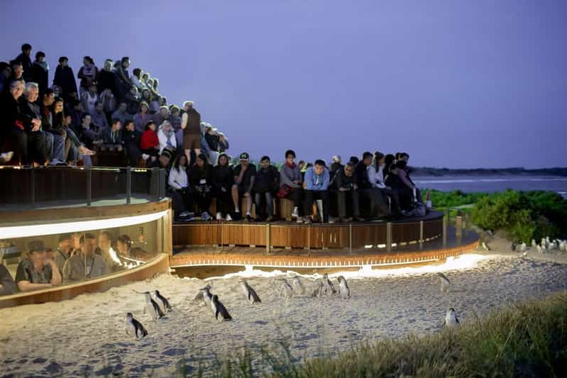 Billet Visite de luxe de Phillip Island pour familles et explorateurs (10 max.)