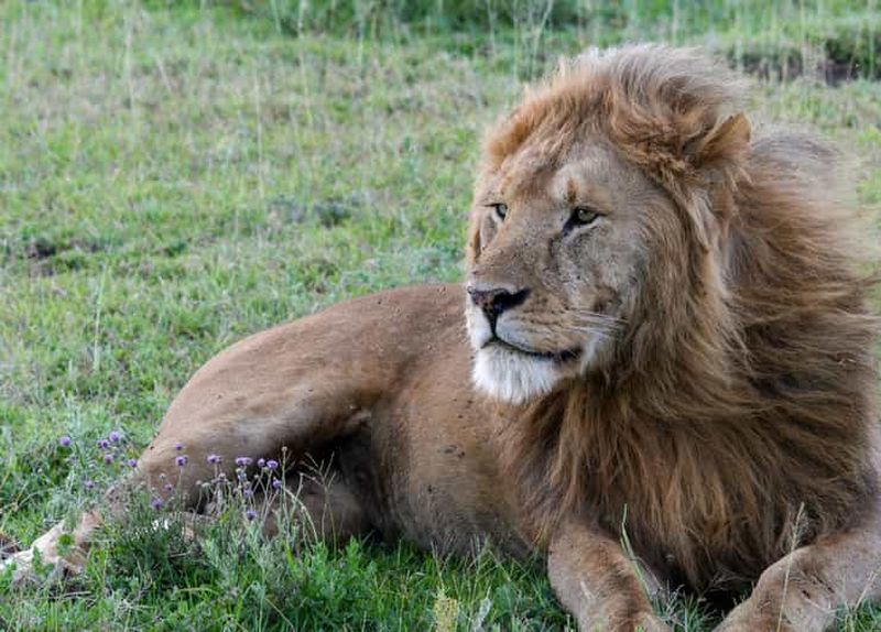Billet Safari de 7 jours pour assister à la traversée de la rivière Mara par les gnous