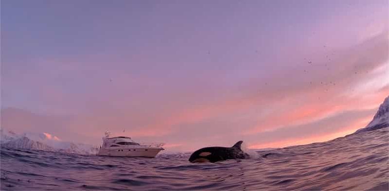 Billet Observation de baleines arctiques : de Tromsø à Skjervøy en tout confort