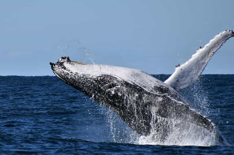 Billet Coffs Harbour : croisière d'observation de baleines sur le Pacific Explorer