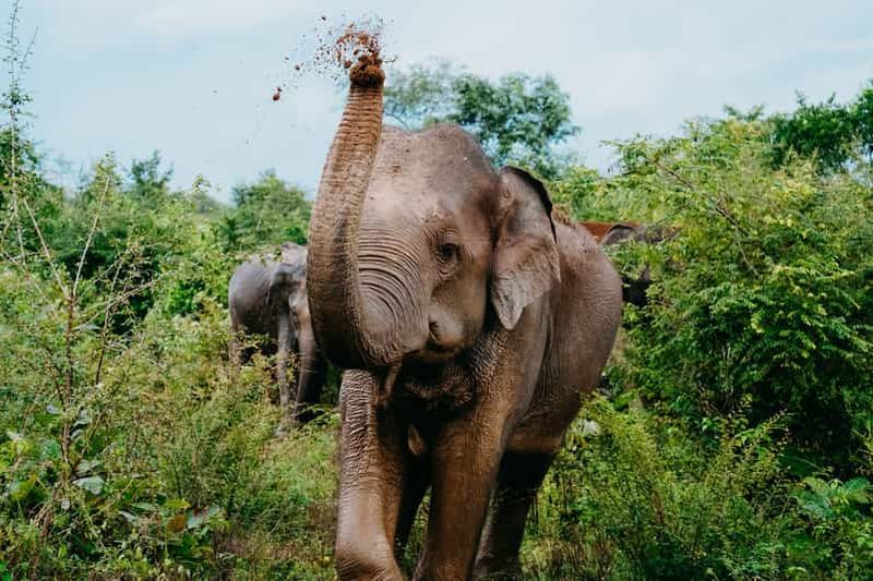 Billet Parc national d'Uda Walawe : safari des éléphants avec un guide spécialiste
