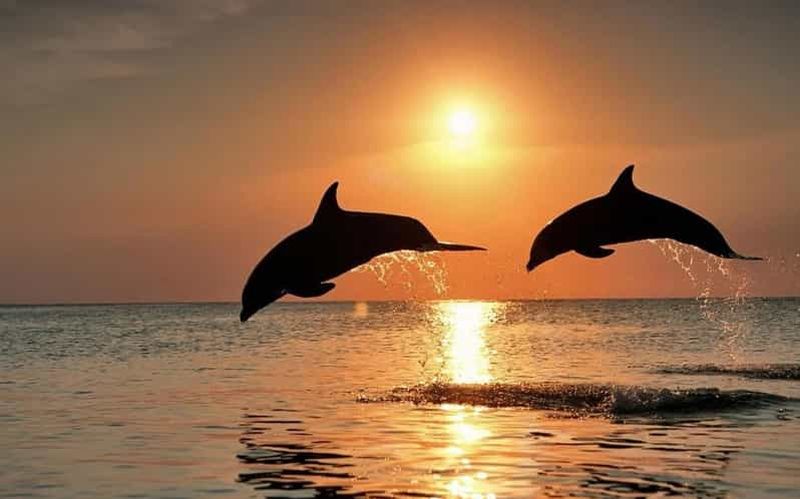 Billet Bali : Observation des Dauphins et Plongée au Lever du Soleil à Lovina