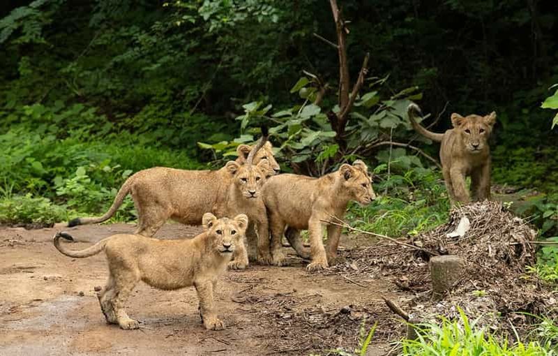 Billet Gujarat : Safari guidé en jeep dans le parc de Devalia ( Devaliya )