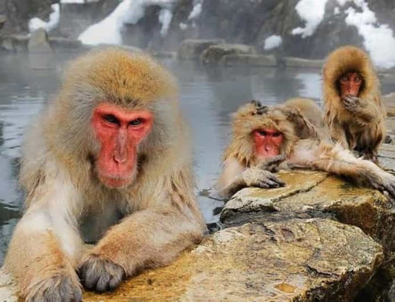 Billet Tokyo : excursion privée d'une journée au parc des singes des neiges de Jigokudani