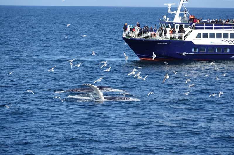 Billet Reykjavík : Croisière observation des baleines et de la vie marine