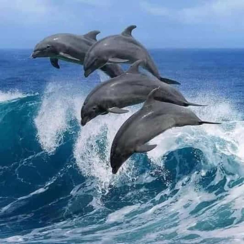 Billet Zanzibar : dauphins de Mnemba, forêt des singes et tortues marines