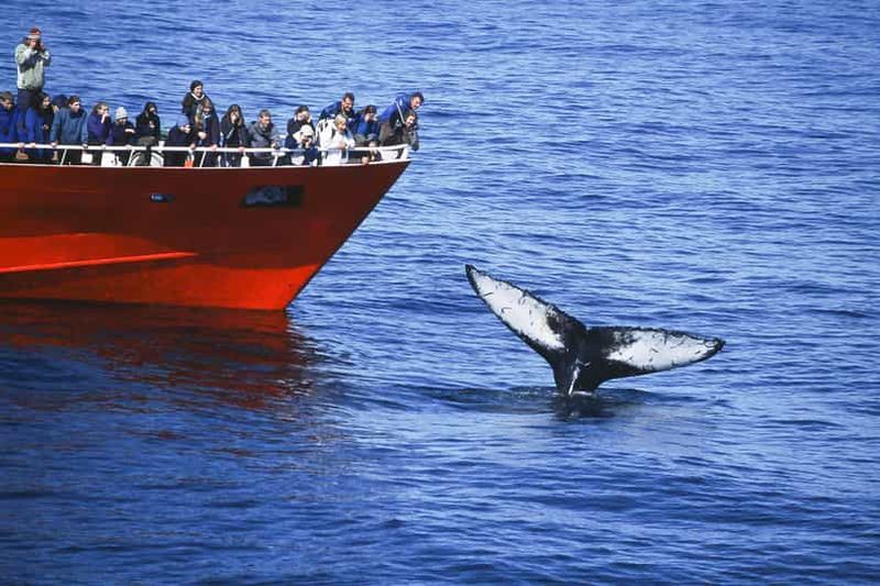 Billet Reykjavik : l'excursion originale de 3 heures pour observer les baleines