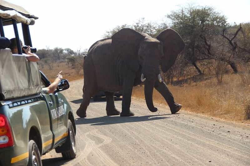 Billet Au départ de Johannesburg : 6 jours de safari classique dans le parc national Kruger