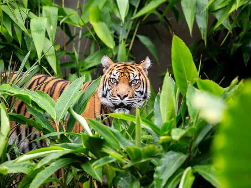 Billet Sydney : Billet pour le zoo de Taronga avec ferry aller-retour