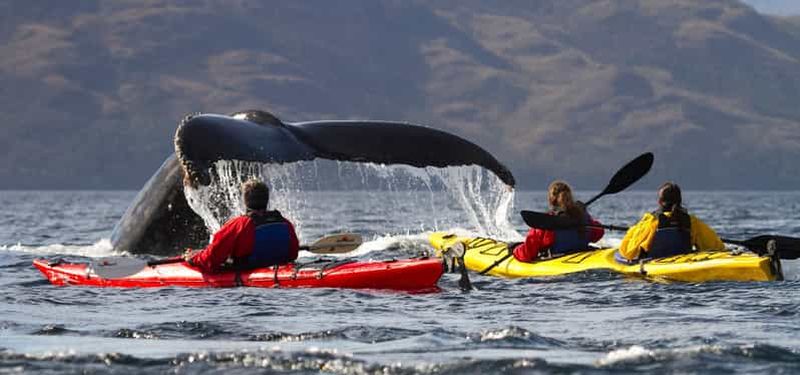 Billet Depuis Punta Arenas : Kayak avec les baleines