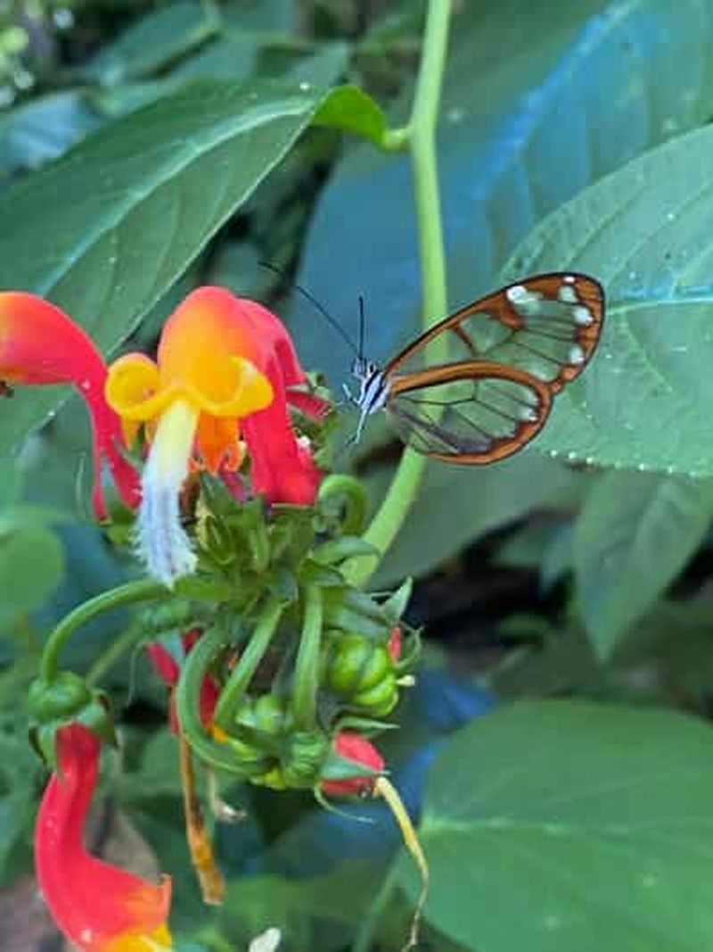 Billet Boquete : Randonnées guidées dans la forêt tropicale