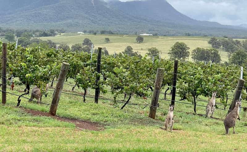 Billet Dégustation de vin dans la Hunter Valley | Visite privée d'une journée | Depuis Sydney