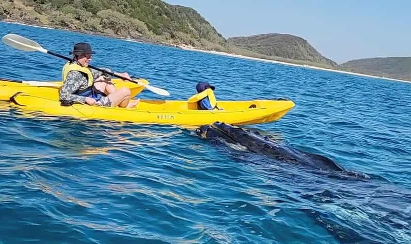 Billet Noosa : excursion épique en kayak et 4x4 pour l'observation des baleines