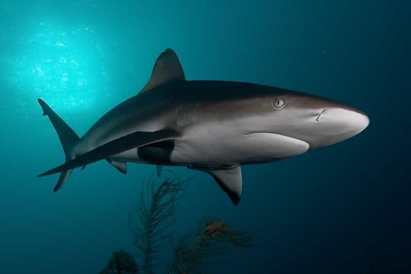 Billet Le Cap : plongée en cage avec les requins