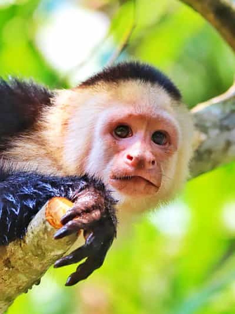 Billet Excursion de 2 heures en kayak dans la mangrove de Damas depuis Quepos – Faune et flore