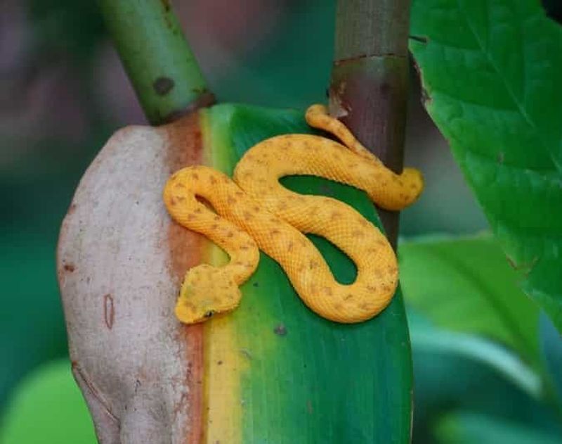 Billet Cahuita : Randonnée guidée dans le parc national de Cahuita