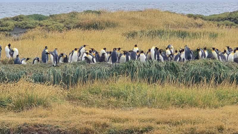 Billet Journée complète à la Terre de Feu et observation des manchots royaux au départ de Punta Arenas