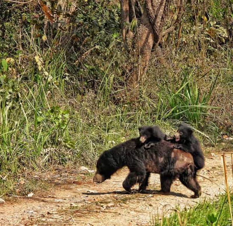 Billet Chitwan : (1 journée complète) canoë, promenade dans la jungle, nuit dans une tour