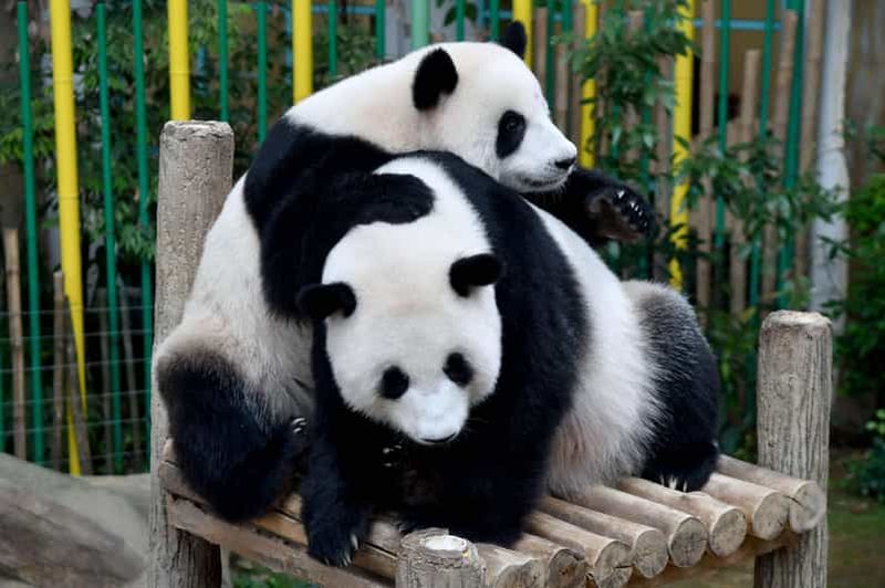 Billet Chengdu : 2 jours d'excursion en groupe pour observer les pandas, le Bouddha de Leshan et Emeishan