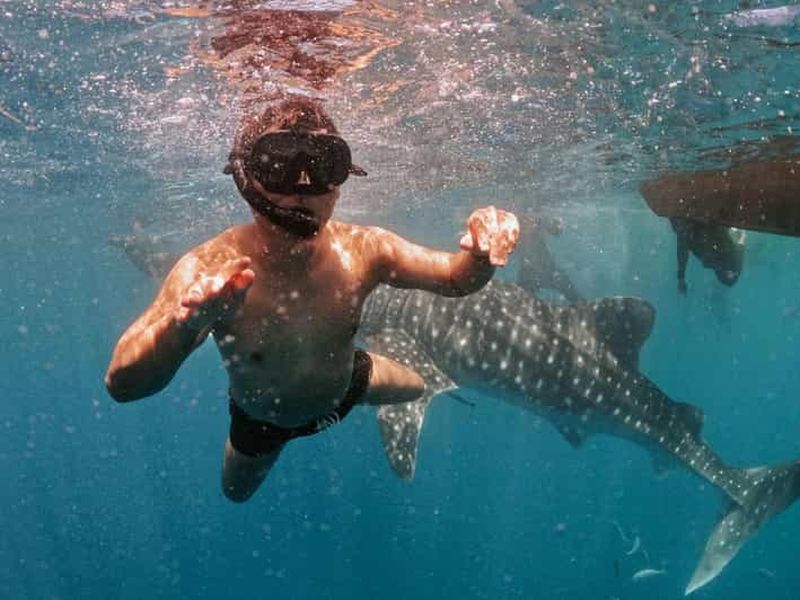 Billet Donsol : visite d'une journée de plongée éthique avec les requins-baleines