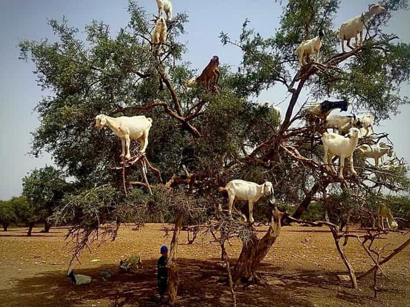 Billet Marrakech : excursion d'une journée à Essaouira, « Un jour, deux mondes »❤️