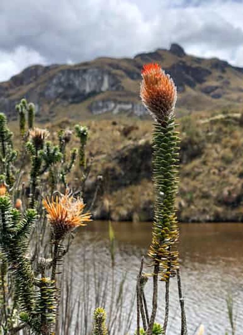 Billet Escapade bien-être andine : randonnée et sources chaudes de Papallacta