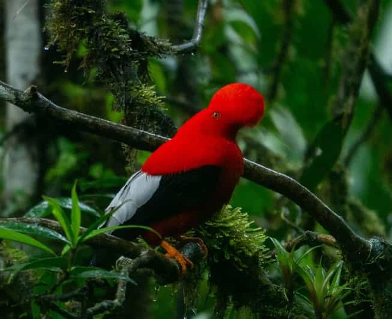 Billet Coq des Andes : excursion d'observation des oiseaux à Mindo 100 % garantie