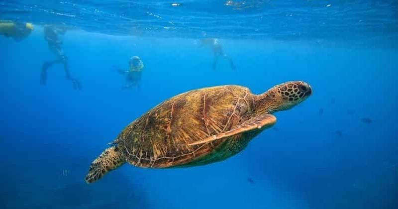 Billet Oahu : croisière et snorkeling aux canyons des tortues à Waikiki