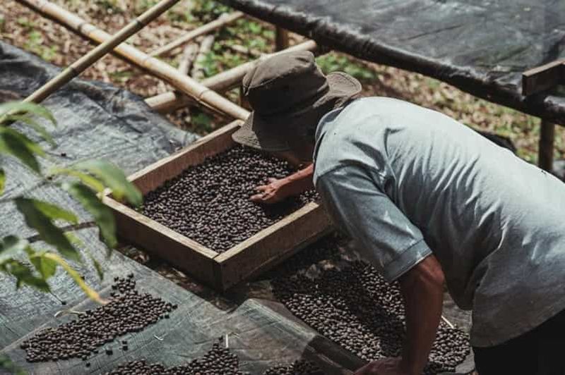 Billet Monteverde : circuit café, canne à sucre et chocolat