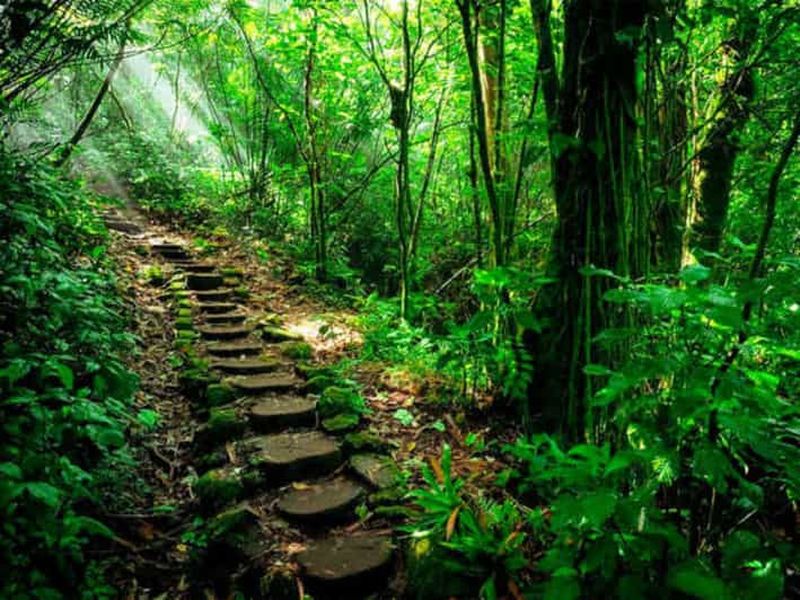 Billet Réserve naturelle de Mombacho et aventure dans la canopée