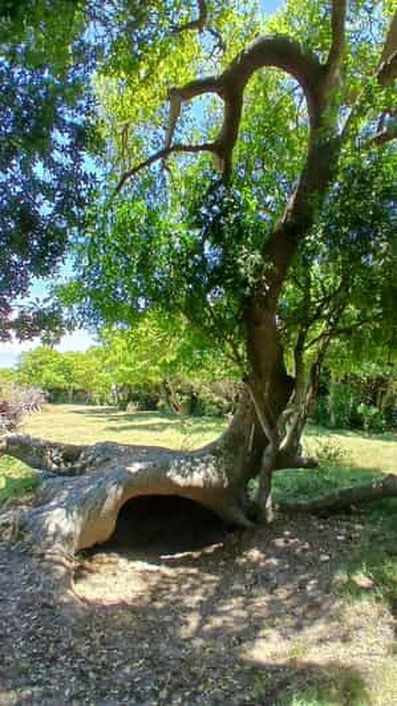 Billet Visite guidée de la forêt d'Ombú avec sortie en bateau et déjeuner