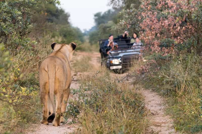 Billet Johannesburg Safari Day Tour - Pilanesberg Big 5 Adventure