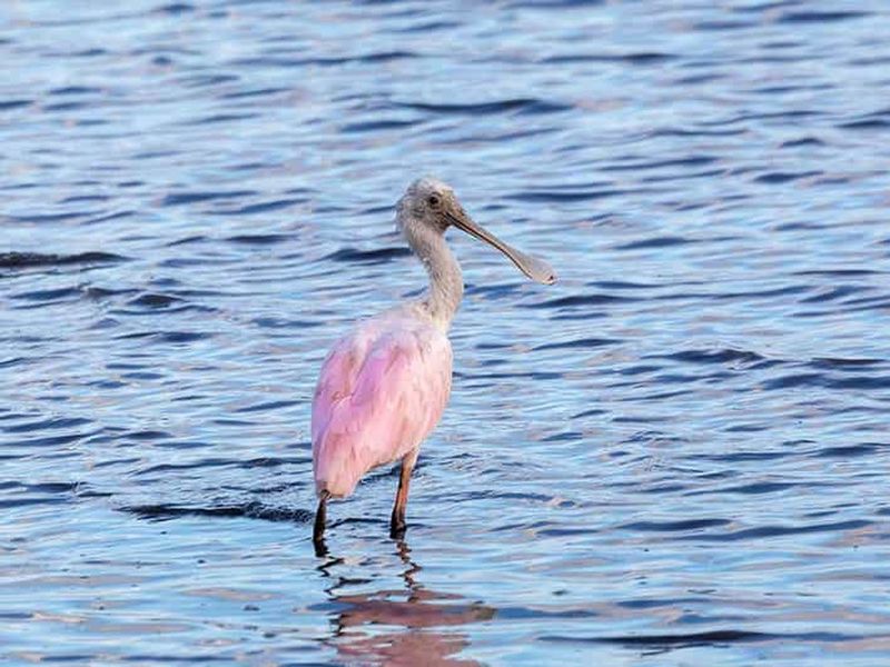 Billet Tortuguero : visite à pied, canaux, caïmans et tortues