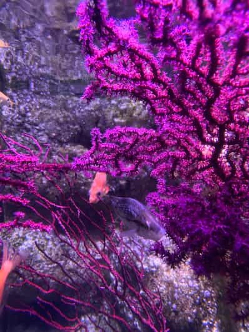 Billet Paris : Aquarium de Paris, une plongée dans les profondeurs marines