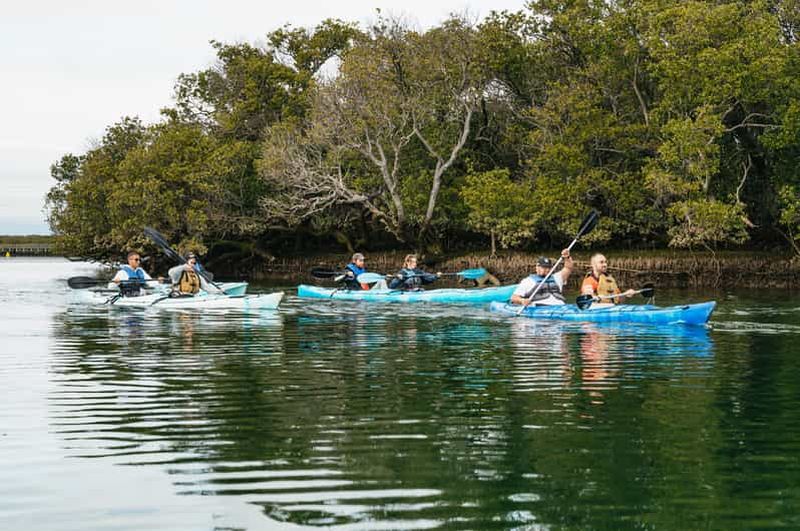 Billet Adélaïde : Excursion en kayak dans le sanctuaire des dauphins