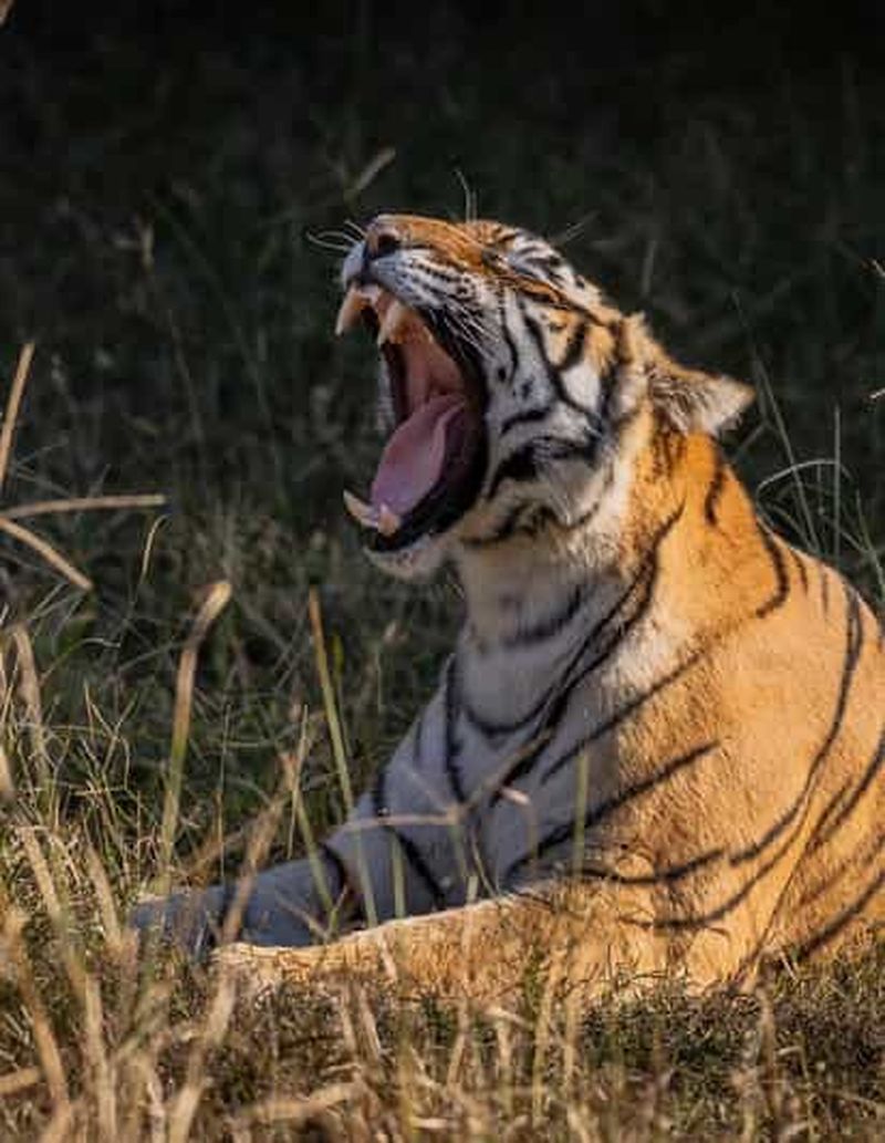 Billet Jaipur : activités avec les éléphants, repas, peinture et balade