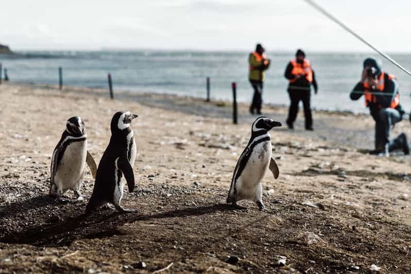 Billet Punta Arenas : Promenade avec les pingouins sur les îles Magdalena et Marta