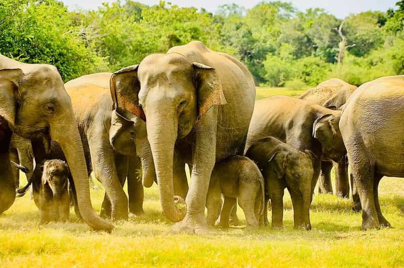 Billet Depuis Sigiriya : safari privé en jeep dans le parc national de Minneriya